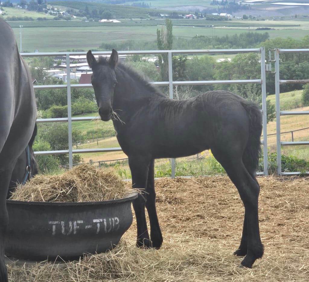 Endymion Farms Vernon BC Zeus near hay bin